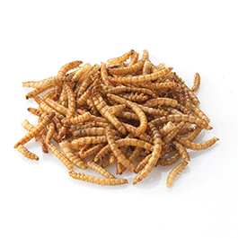 Dried Mealworm 500g